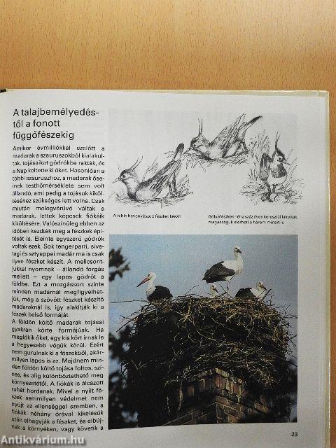 Az állatvilág építőmesterei