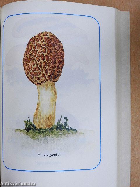 Erdő, mező ajándékai