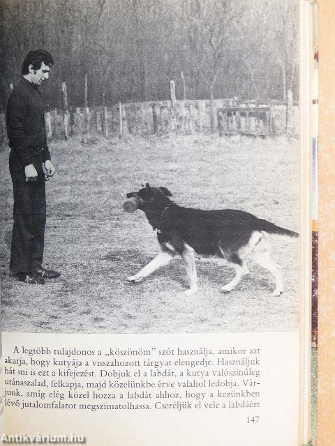 A kutya hétköznapjai