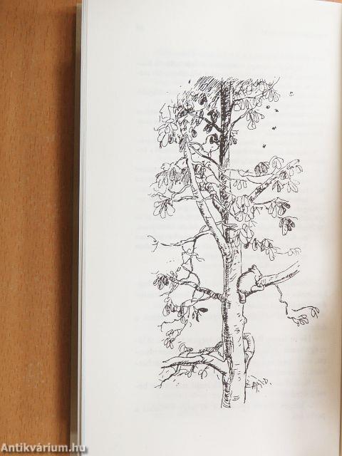 Micimackó-menedzsment