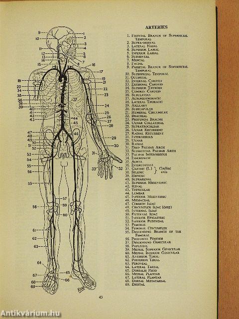 The Faber Medical Dictionary