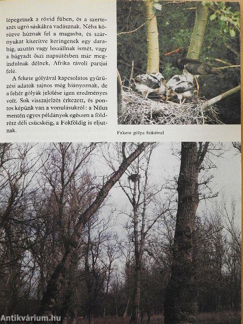 Ezer ágán ezer fészek