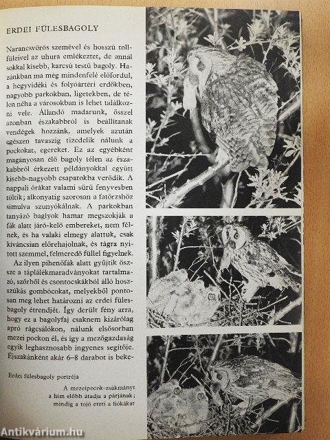 Ezer ágán ezer fészek