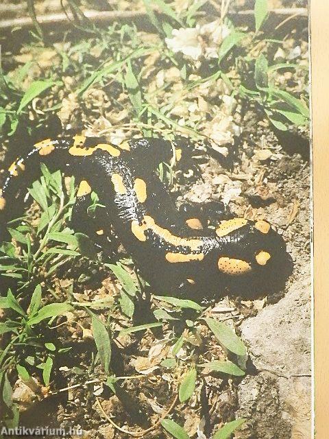 Ezer ágán ezer fészek