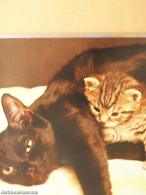 Állatkölykök (dedikált példány)