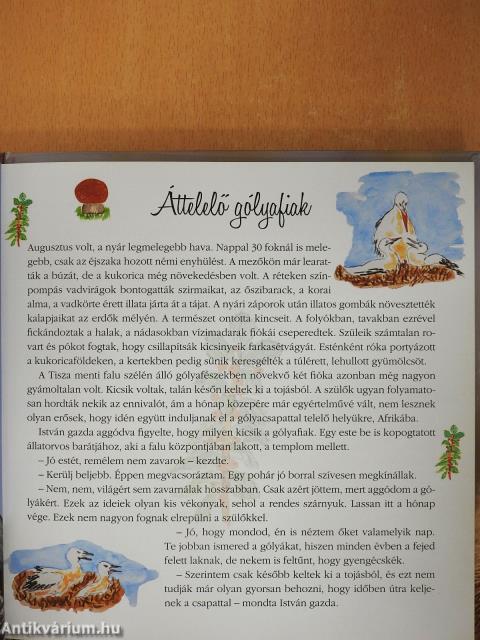 Állatkölykök (dedikált példány)