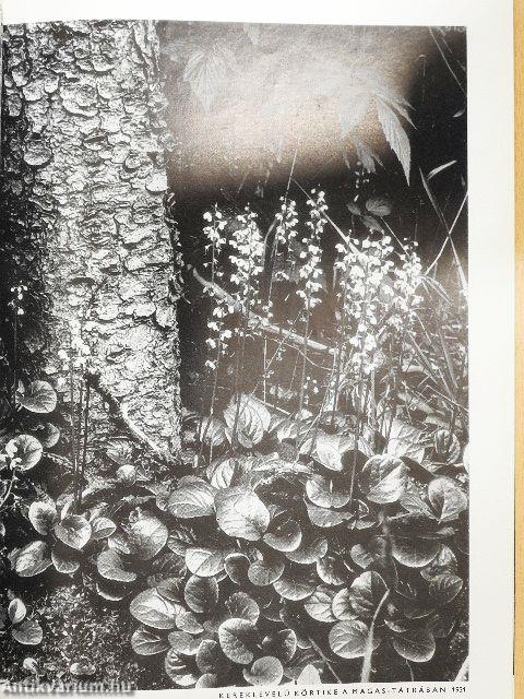 Fotó 1981. október