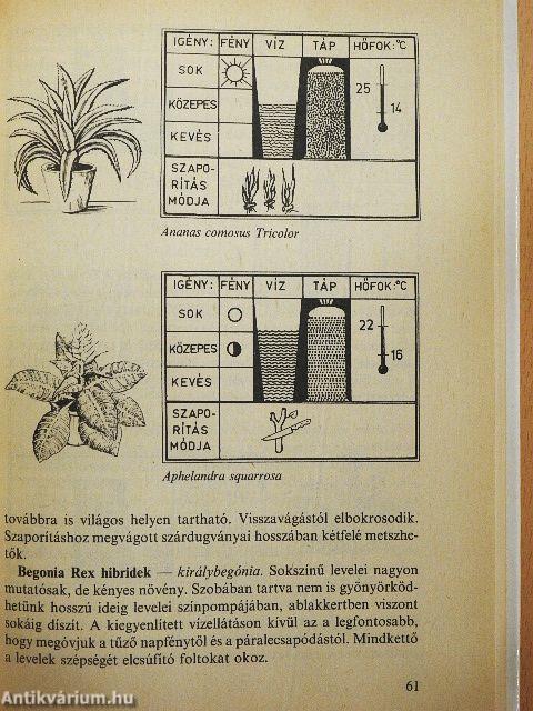 Válaszok szobanövény-kedvelők kérdéseire