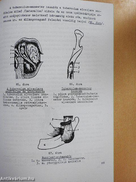 Oralis biologia