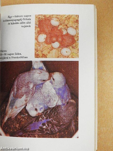 A hullámos papagáj