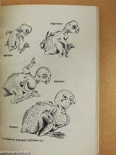 A hullámos papagáj