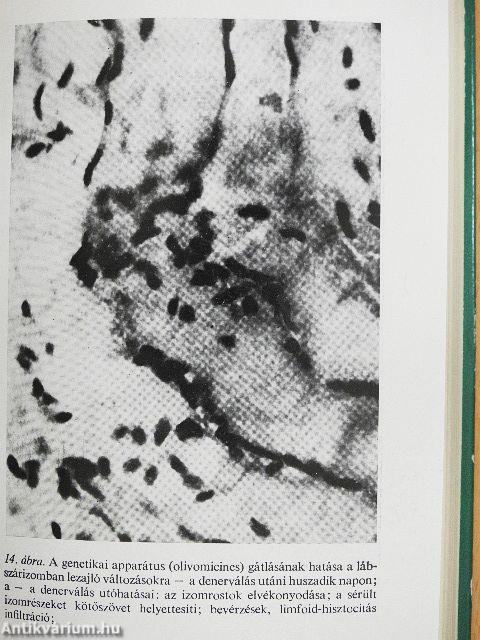 Az öregedés és az életkor