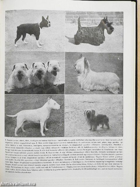 400 tanács kutyakedvelőknek