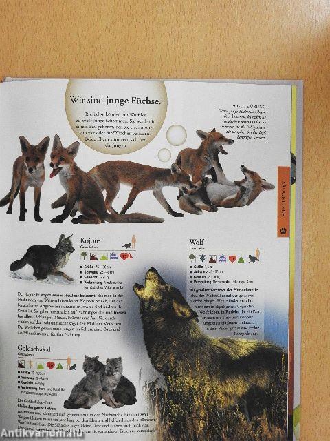 Tiere für clevere Kids