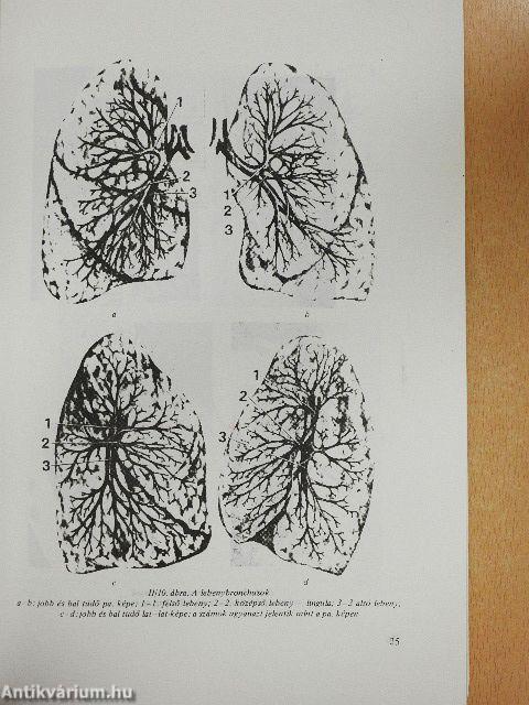 A tüdő röntgendiagnosztikája