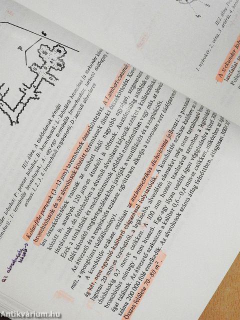 A tüdő röntgendiagnosztikája