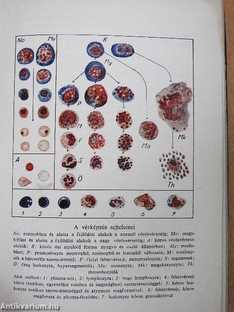 A gyakorló orvos laboratóriuma