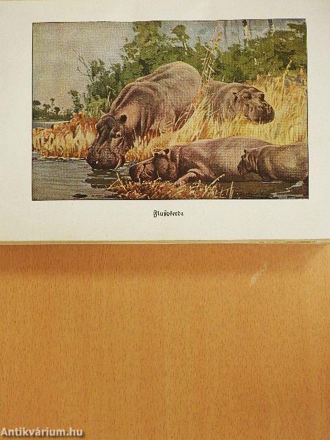Brehms Tierleben I-VIII. (gótbetűs)