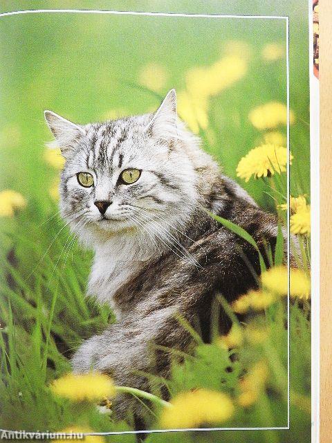 Macska-tulajdonosok kézikönyve