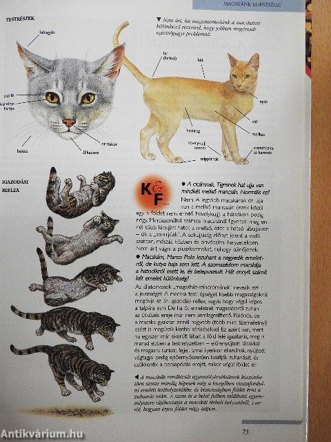 Macska-tulajdonosok kézikönyve