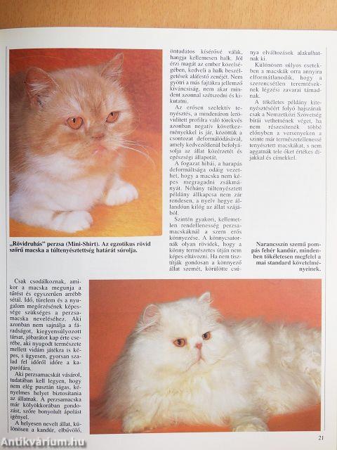 A macska