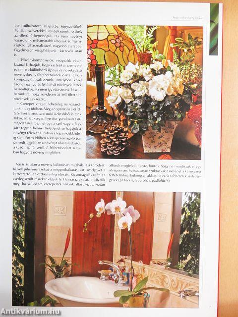 Nagy szobanövény lexikon