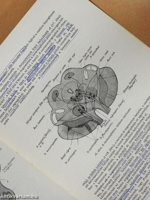 Neurologia