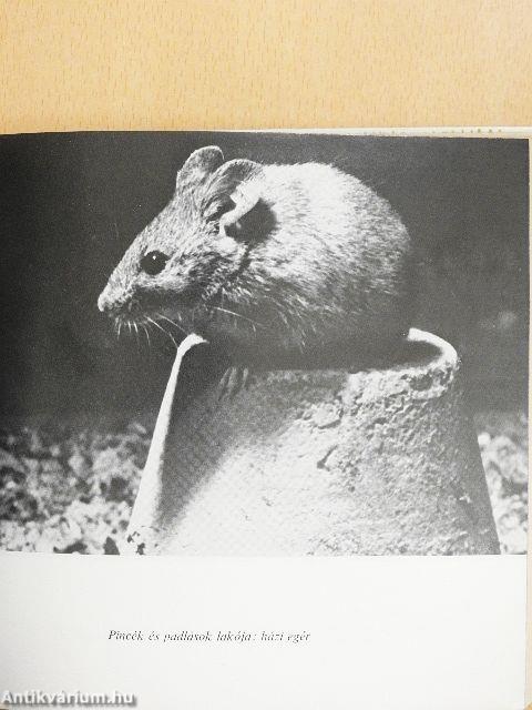 Erdőn-mezőn nyitott szemmel