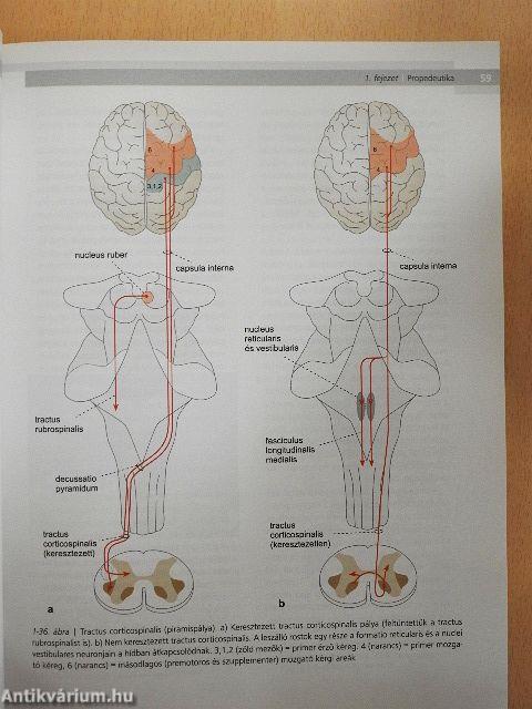 Gyakorlati neurológia és neuroanatómia