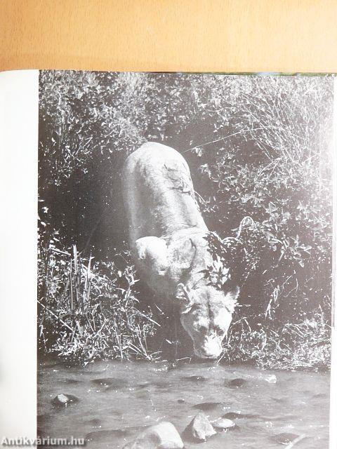 Kelet-Afrika állatparadicsomában