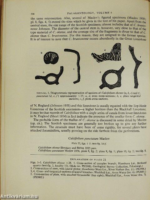 Calcifolium (Codiaceae) from the Upper Viséan of Scotland