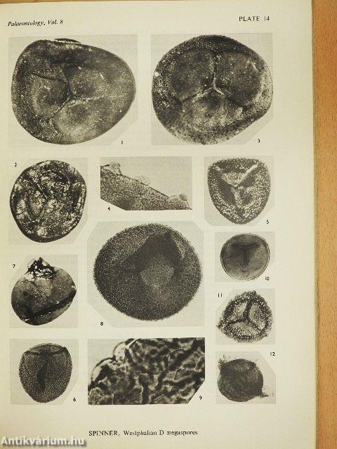 Westphalian D Megaspores from the Forest of Dean Coalfield, England