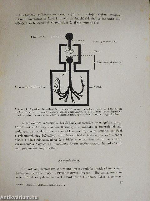 Gyakorlati elektrokardiographia I.