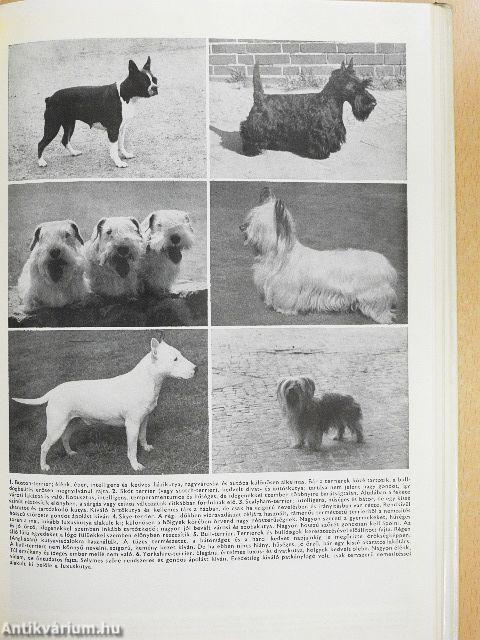 400 tanács kutyakedvelőknek