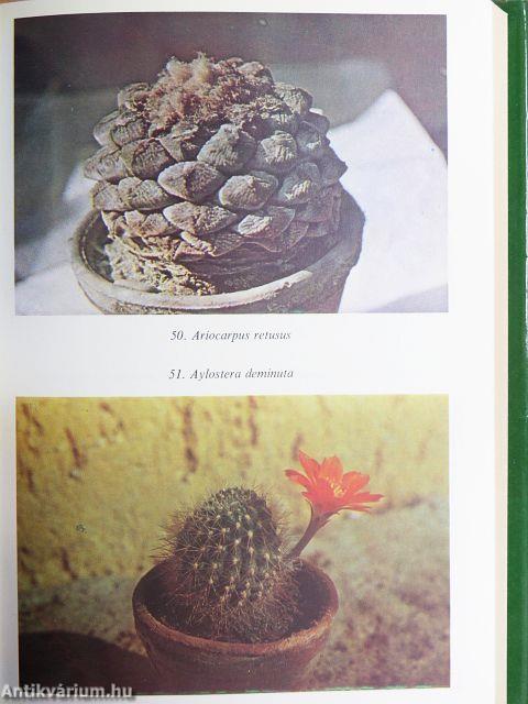 Kedvelt kaktuszok, pozsgások