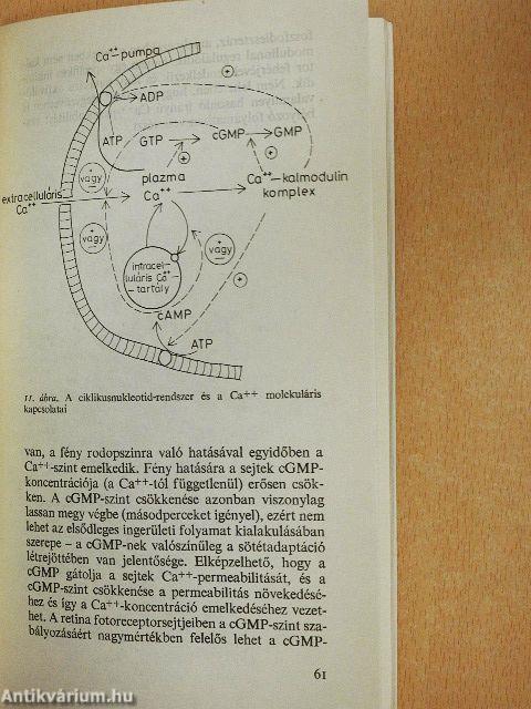 Ciklikus nukleotidok jelentősége a hormonális szabályozásban