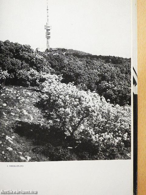 Nagyváros születik