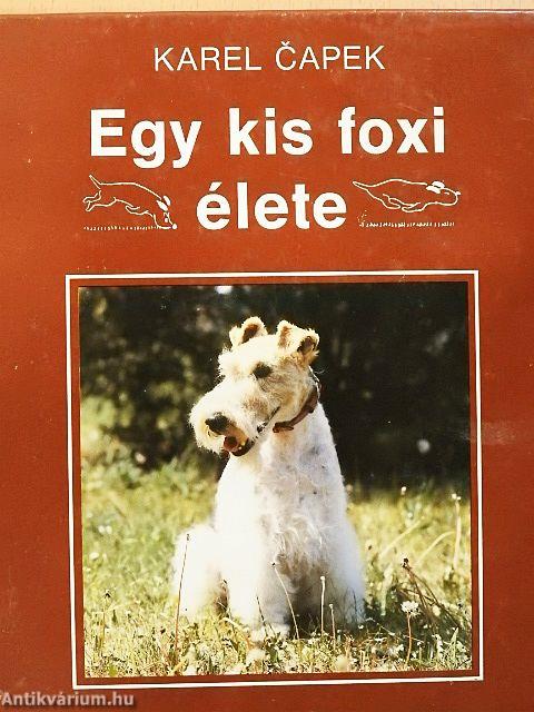 Egy kis foxi élete