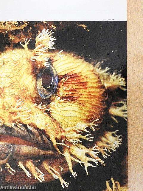 National Geographic Magyarország 2006. november