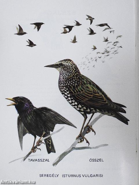 Vadászható madaraink 6.