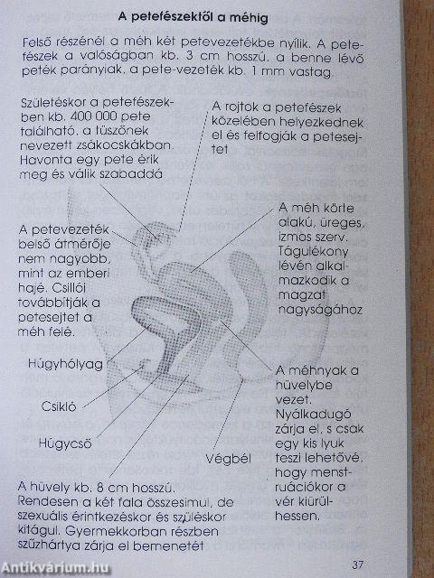 A szerelem kiskönyve