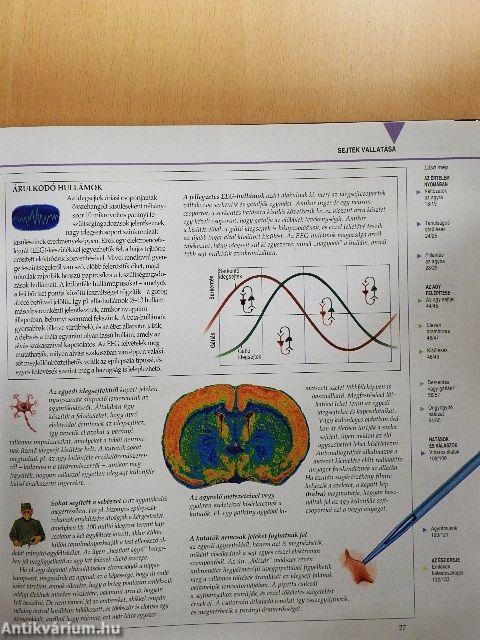 Megmagyarázzuk az emberi értelmet
