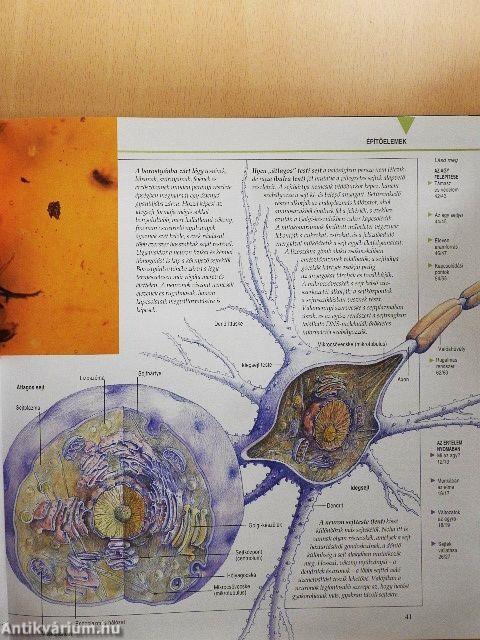 Megmagyarázzuk az emberi értelmet