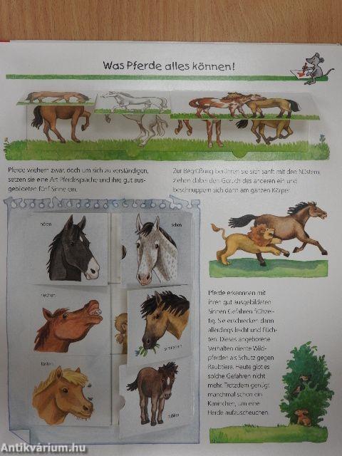 Alles über Pferde und Ponys