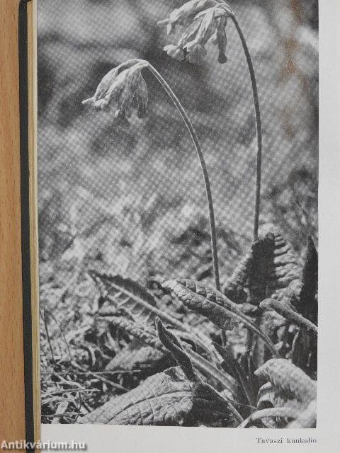 Gyógyító növények