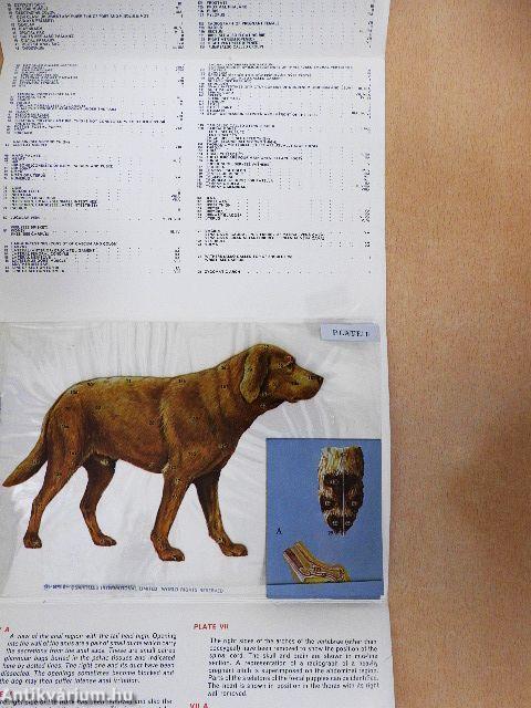 An Anatomy of the Dog