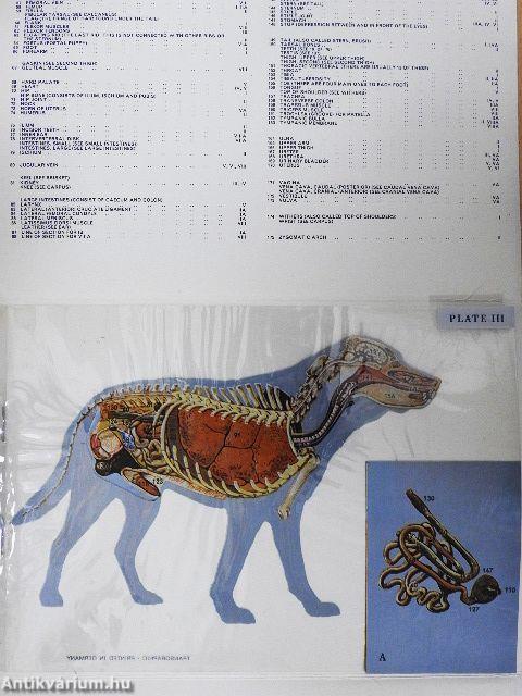 An Anatomy of the Dog