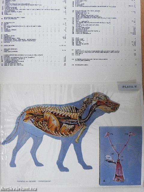 An Anatomy of the Dog