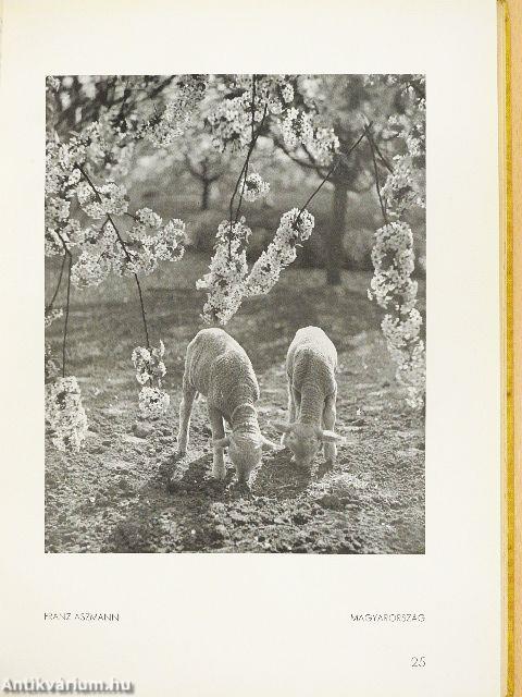 Die Galerie 1940. (nem teljes évfolyam)