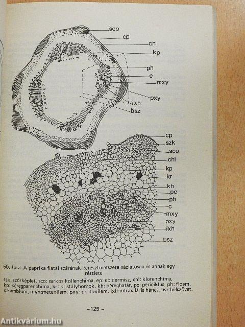 Növényszervezettan